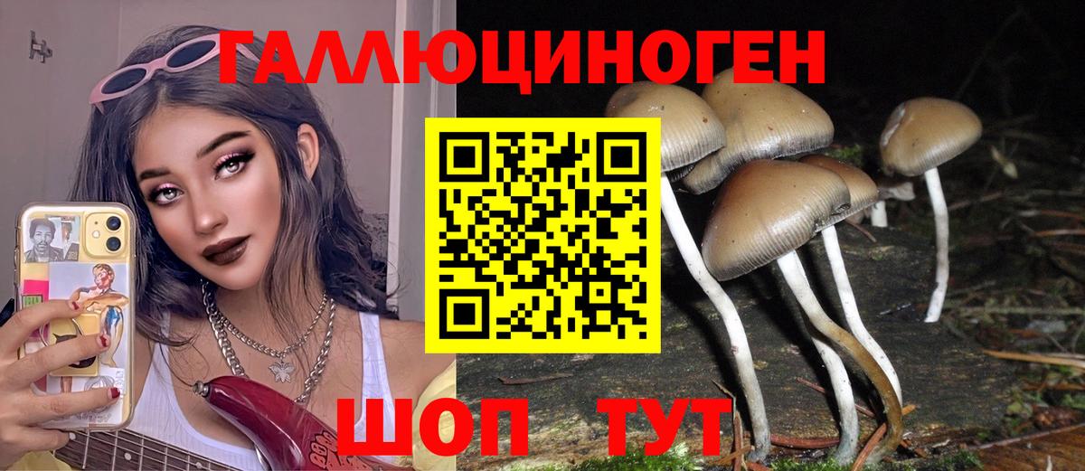 Псилоцибиновые грибы Psilocybine cubensis Горячий Ключ